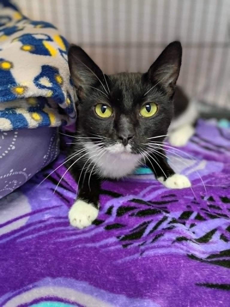 Enlarge Lemonita, a Adoptable mixed breed in Hamilton, OH image 1/2