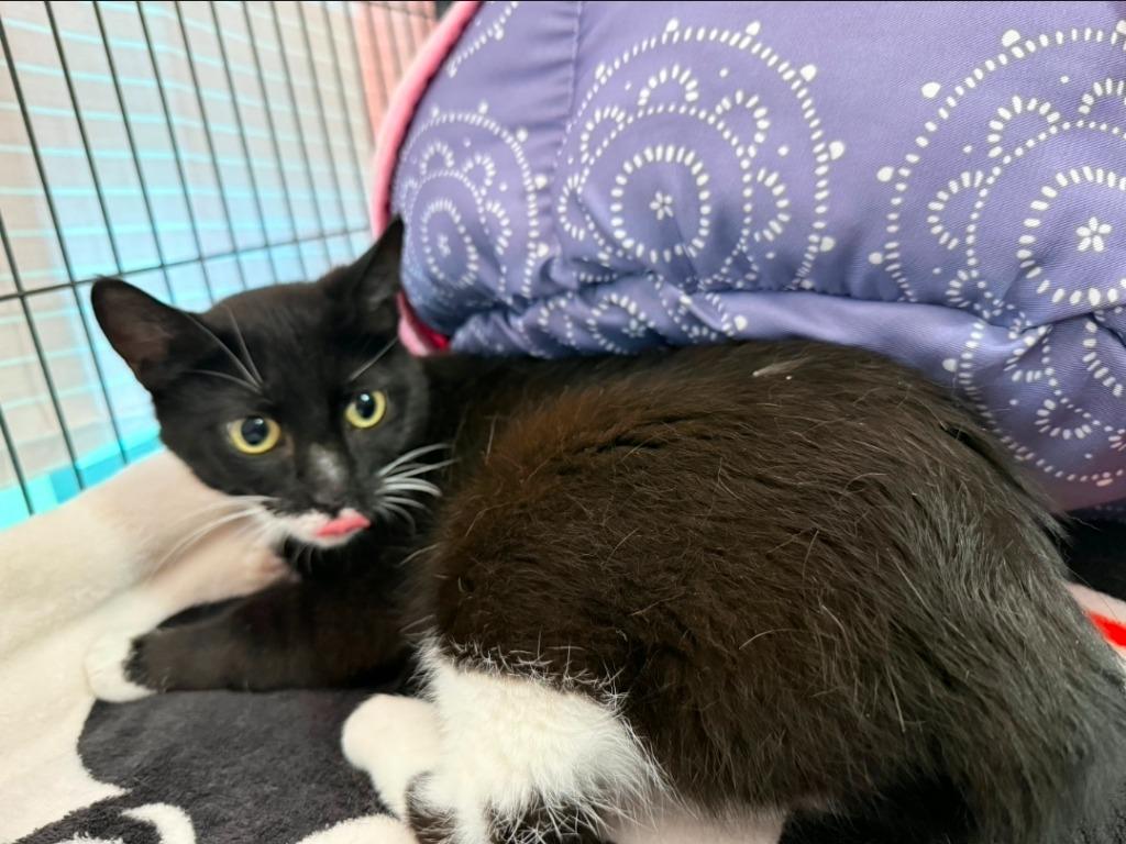 Enlarge Lemonita, a Adoptable mixed breed in Hamilton, OH image 2/2