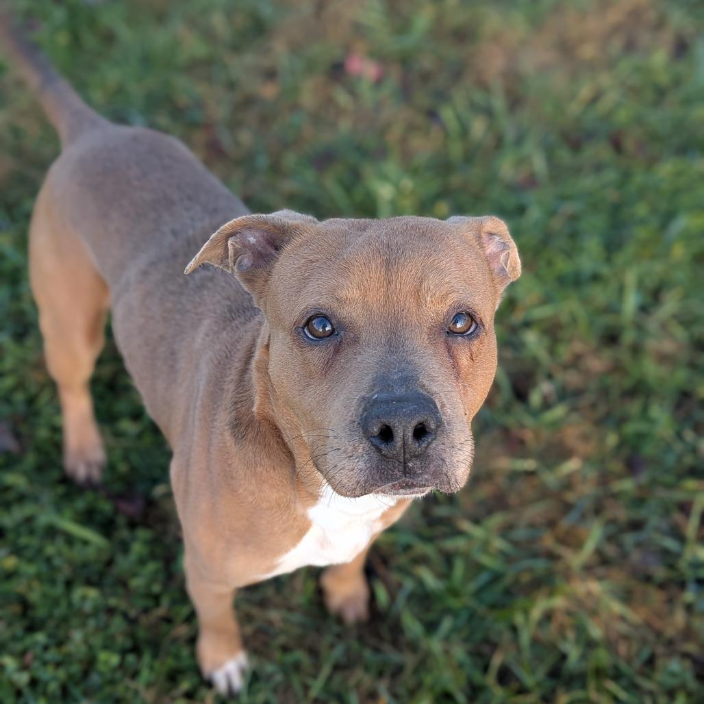 Vinnie, Adoptable, Adult Male Mixed Breed.