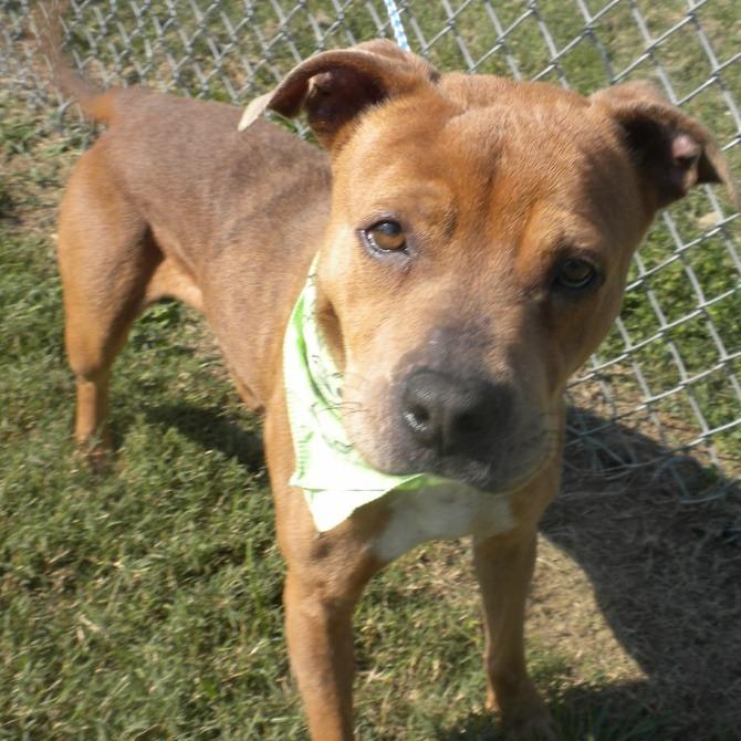 Enlarge Vinnie, a Adoptable Mixed Breed in Jeffersonville, IN image 2/5
