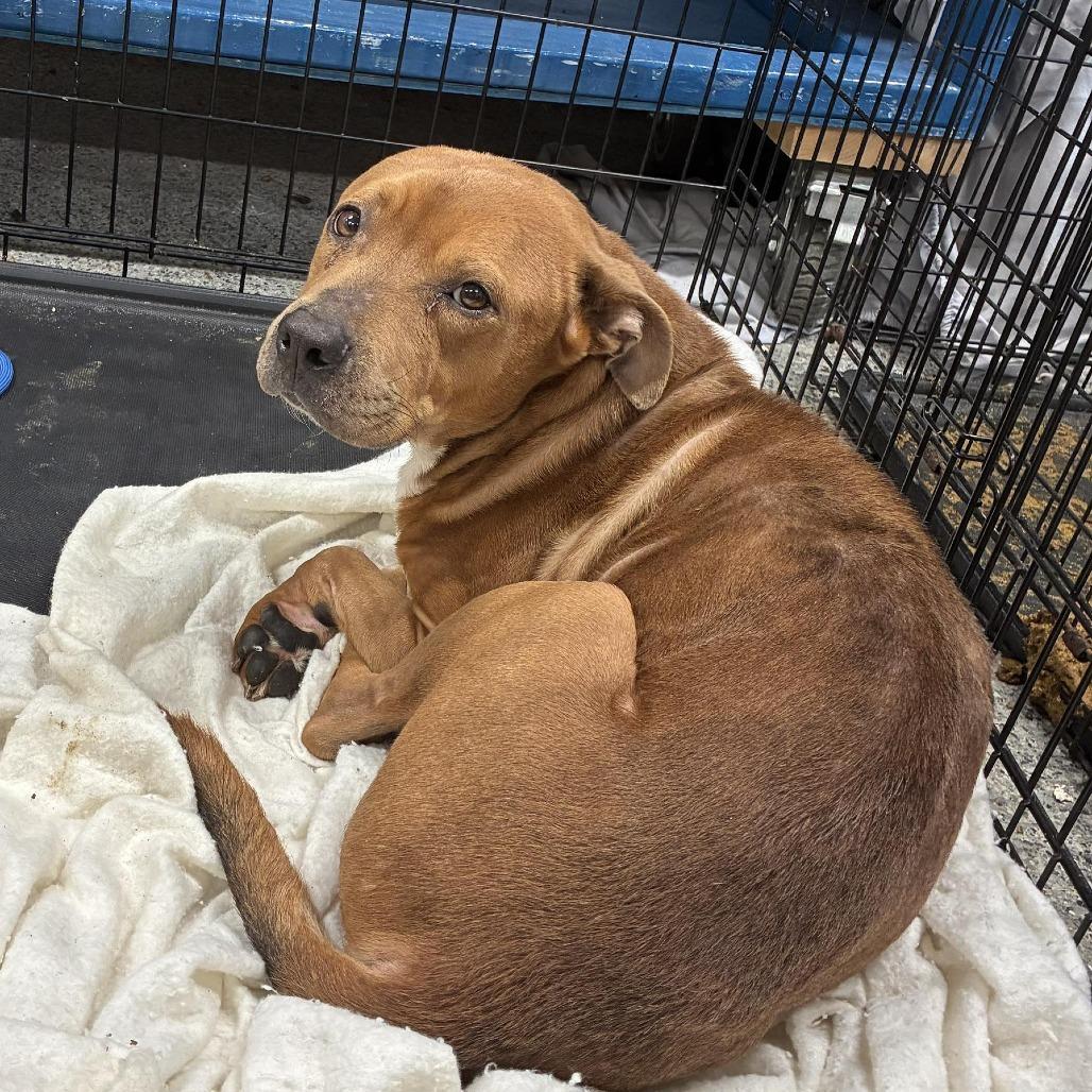 Enlarge Vinnie, a Adoptable Mixed Breed in Jeffersonville, IN image 3/5