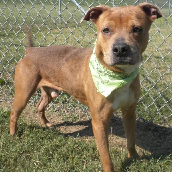 Enlarge Vinnie, a Adoptable Mixed Breed in Jeffersonville, IN image 4/5