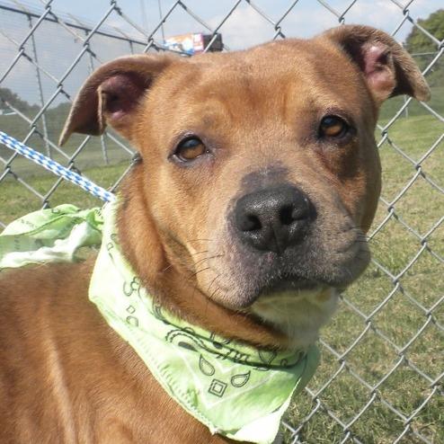 Enlarge Vinnie, a Adoptable Mixed Breed in Jeffersonville, IN image 5/5