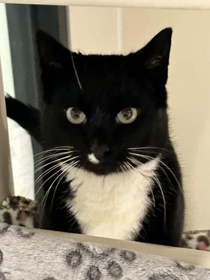 Enlarge Mr. Fezziwig, a ADOPTABLE Domestic Short Hair in Hamilton, MT image 1/3