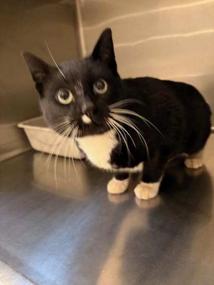 Enlarge Mr. Fezziwig, a ADOPTABLE Domestic Short Hair in Hamilton, MT image 2/3