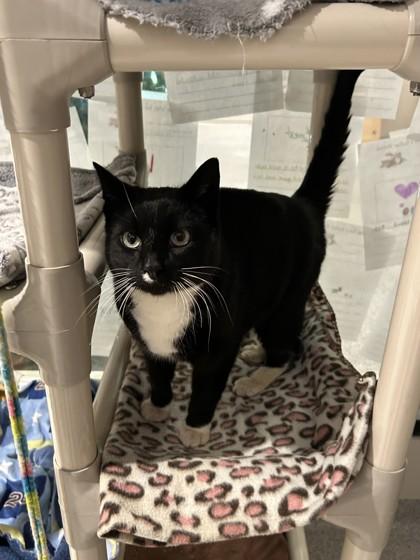 Enlarge Mr. Fezziwig, a ADOPTABLE Domestic Short Hair in Hamilton, MT image 3/3