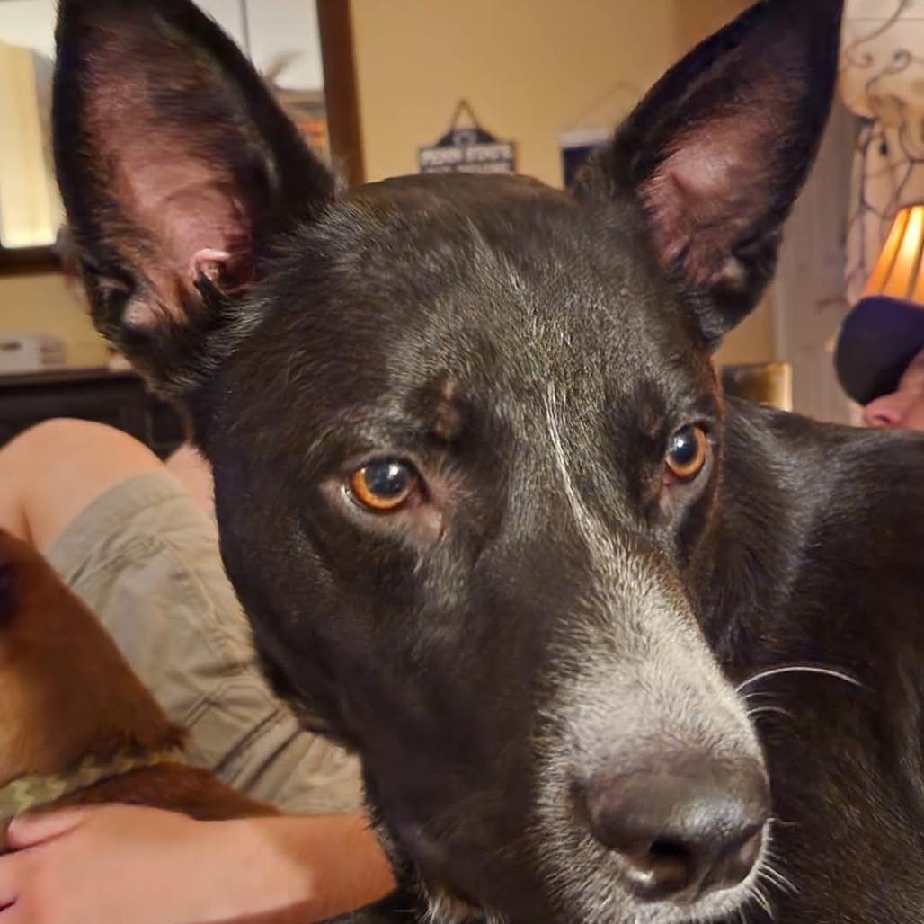 Tigger, Adoptable, Adult Male Border Collie.