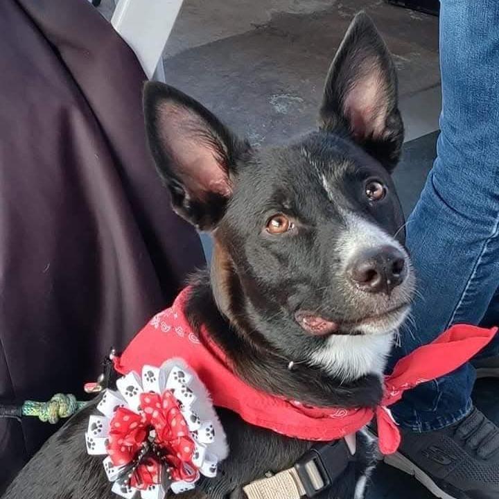 Enlarge Tigger, a Adoptable mixed breed in Phoenix, AZ image 2/6