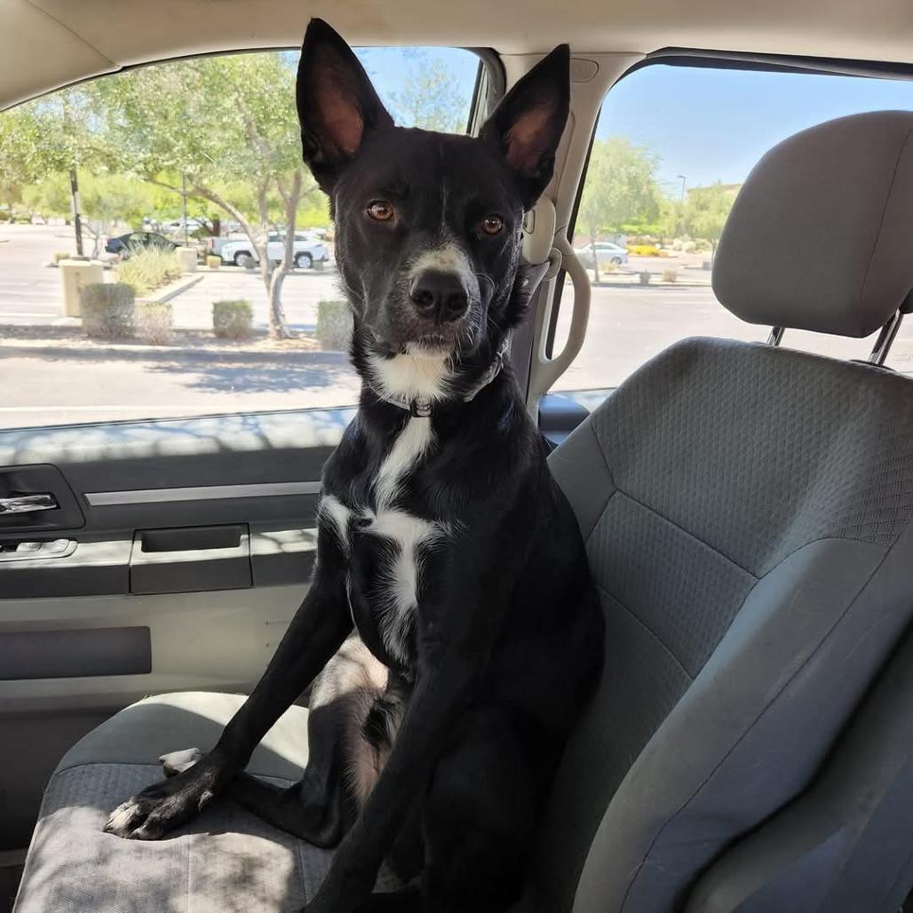 Enlarge Tigger, a Adoptable mixed breed in Phoenix, AZ image 3/6