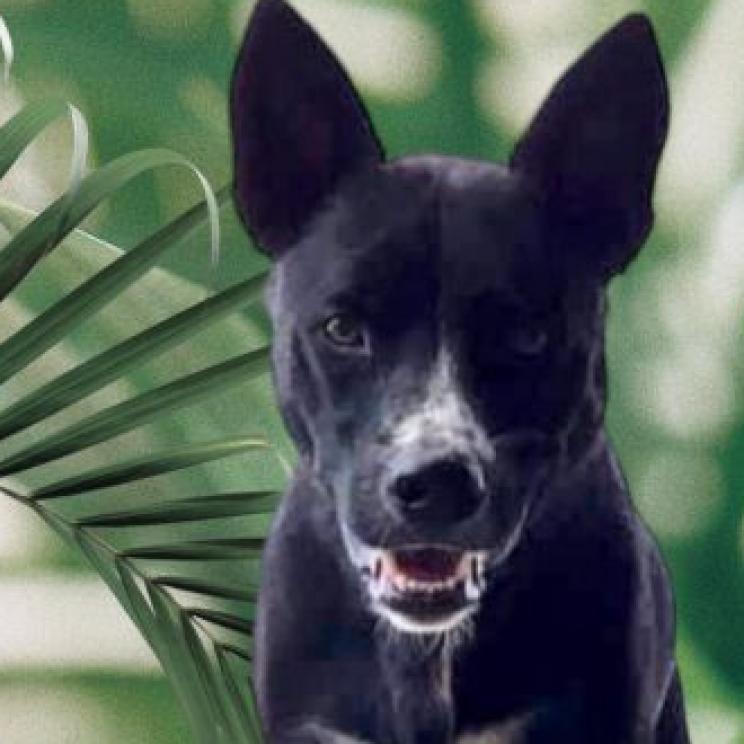 Enlarge Tigger, a Adoptable mixed breed in Phoenix, AZ image 4/6