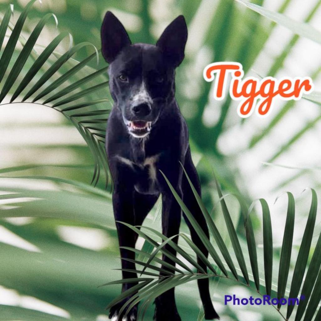 Enlarge Tigger, a Adoptable mixed breed in Phoenix, AZ image 5/6