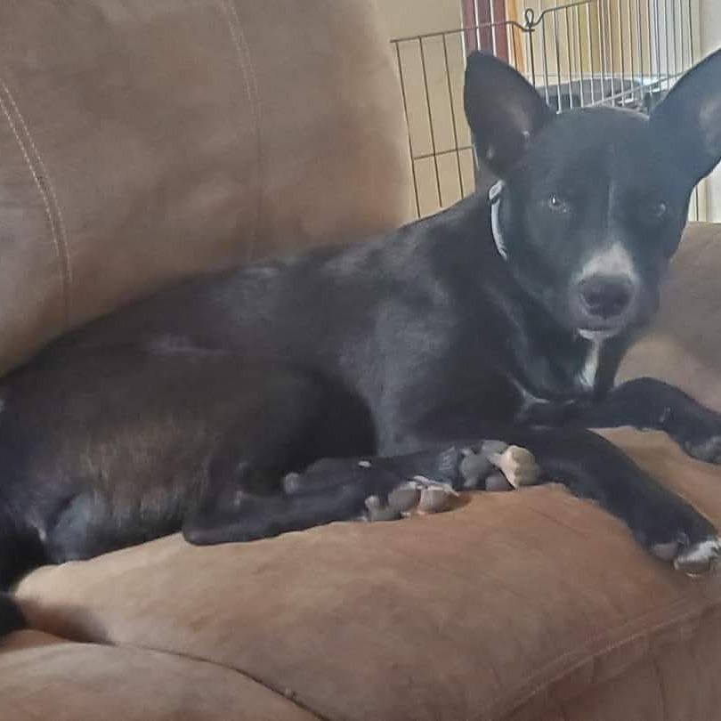 Enlarge Tigger, a Adoptable mixed breed in Phoenix, AZ image 6/6