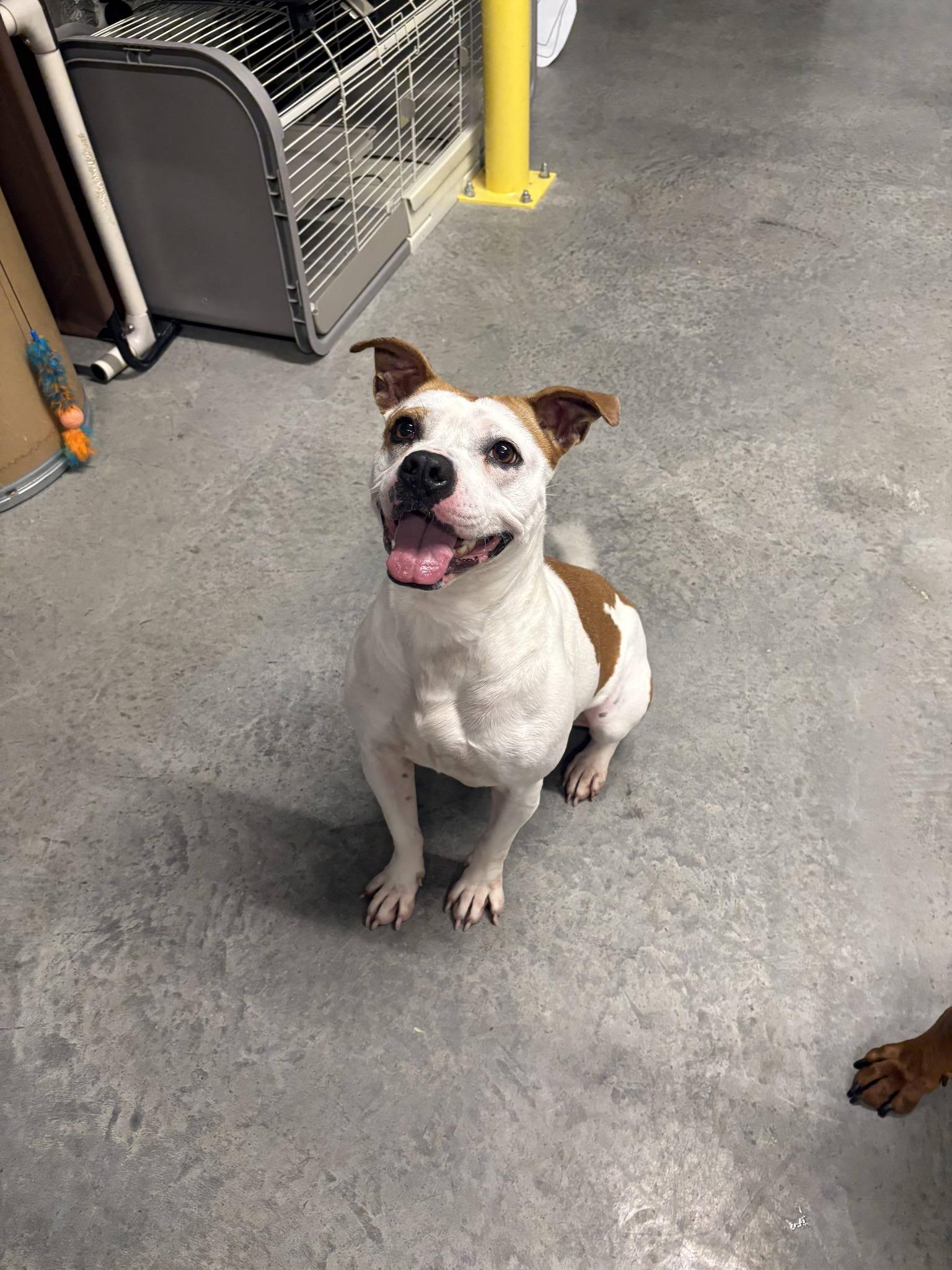 Enlarge Spice , a ADOPTABLE Pit Bull Terrier in Taylorsville, KY image 1/1