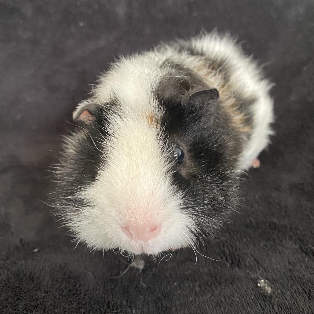 Mochi (bonded with Theodore), Adoptable, Young Male Rat.
