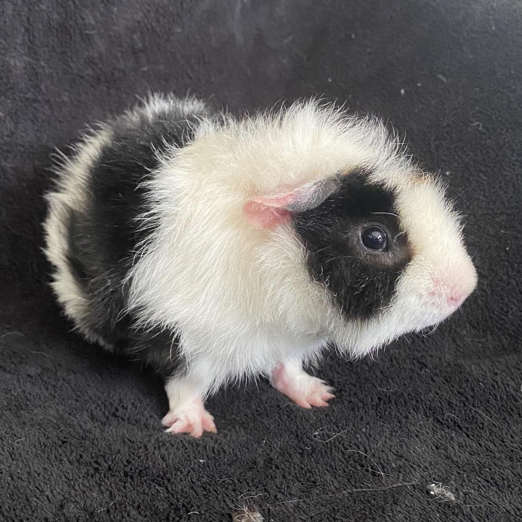 Enlarge Mochi (bonded with Theodore), a Adoptable Rat in Decatur, GA image 2/3