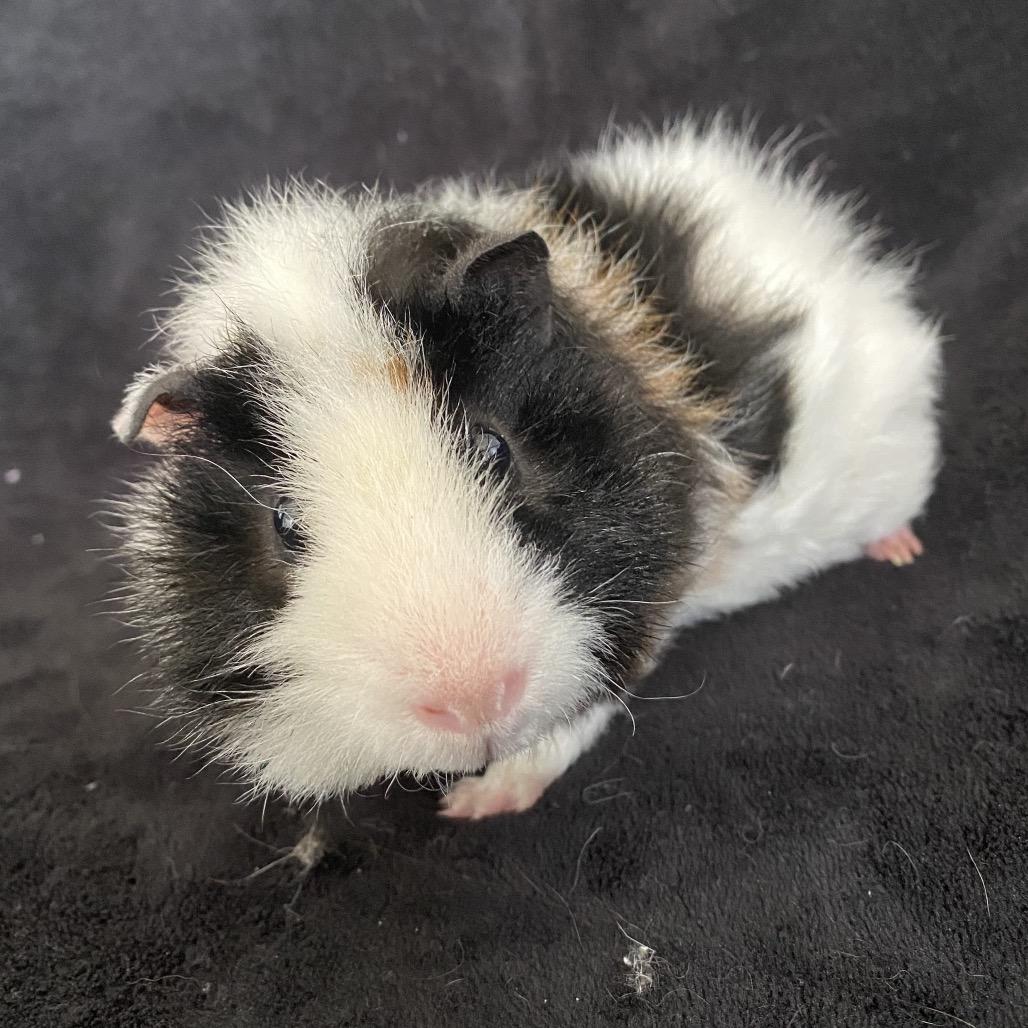 Enlarge Mochi (bonded with Theodore), a Adoptable Rat in Decatur, GA image 3/3