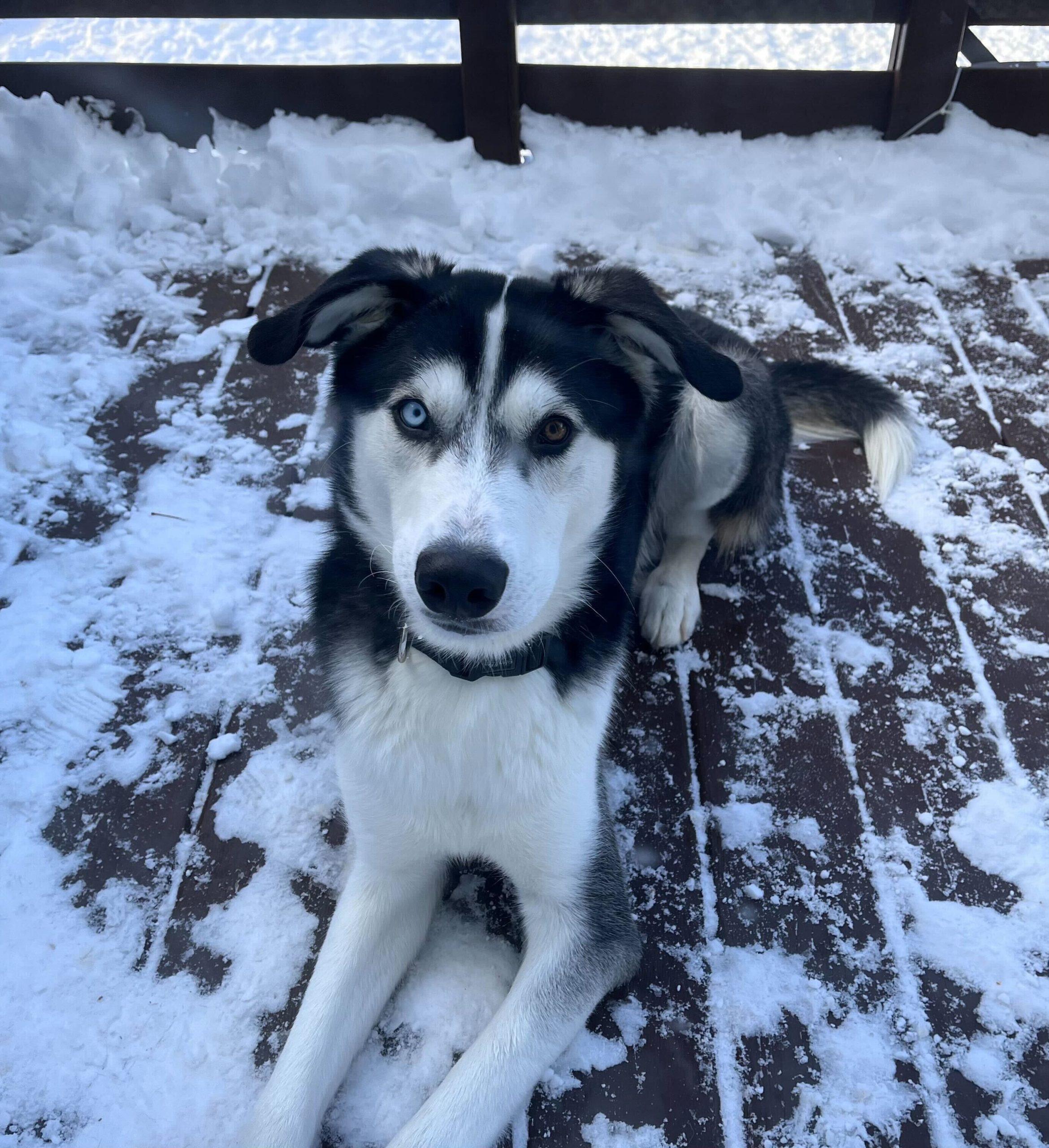 Milton, ADOPTABLE, Young Male Husky & Black Labrador Retriever.