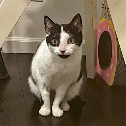 Flower, Adoptable, Adult Female Domestic Short Hair.