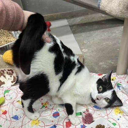 Enlarge Flower, a Adoptable mixed breed in Atlanta, GA image 2/3