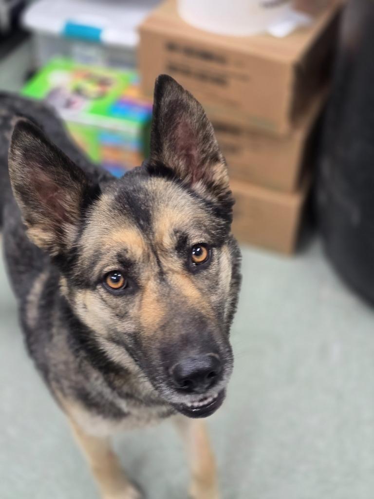 Koda - In Foster, Adoptable, Young Female German Shepherd Dog & Mixed Breed.