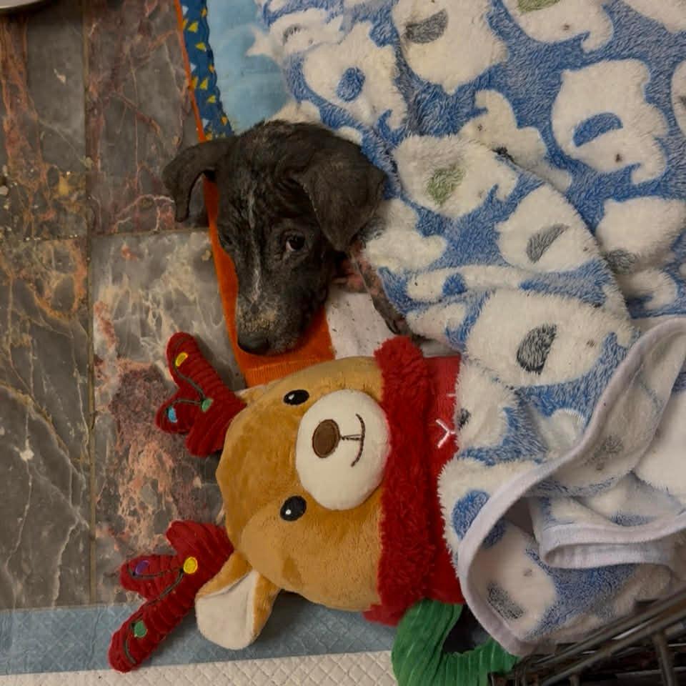 Enlarge Robbie, a Adoptable Mixed Breed in Frederiksted, VI image 1/5