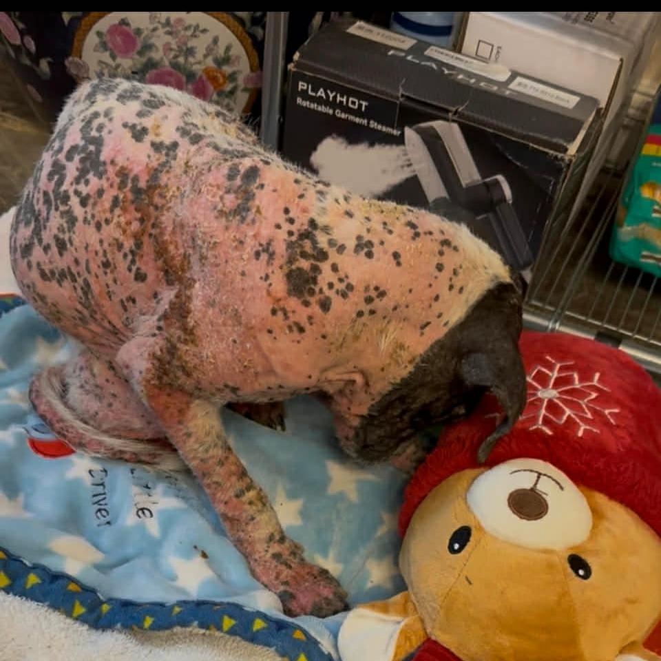 Enlarge Robbie, a Adoptable Mixed Breed in Frederiksted, VI image 2/5