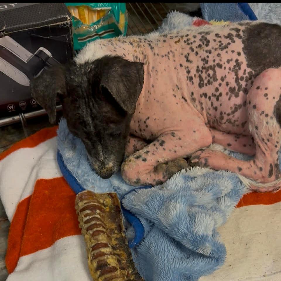 Enlarge Robbie, a Adoptable Mixed Breed in Frederiksted, VI image 3/5