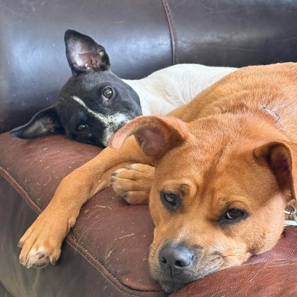 Enlarge Robbie, a Adoptable Mixed Breed in Frederiksted, VI image 5/5