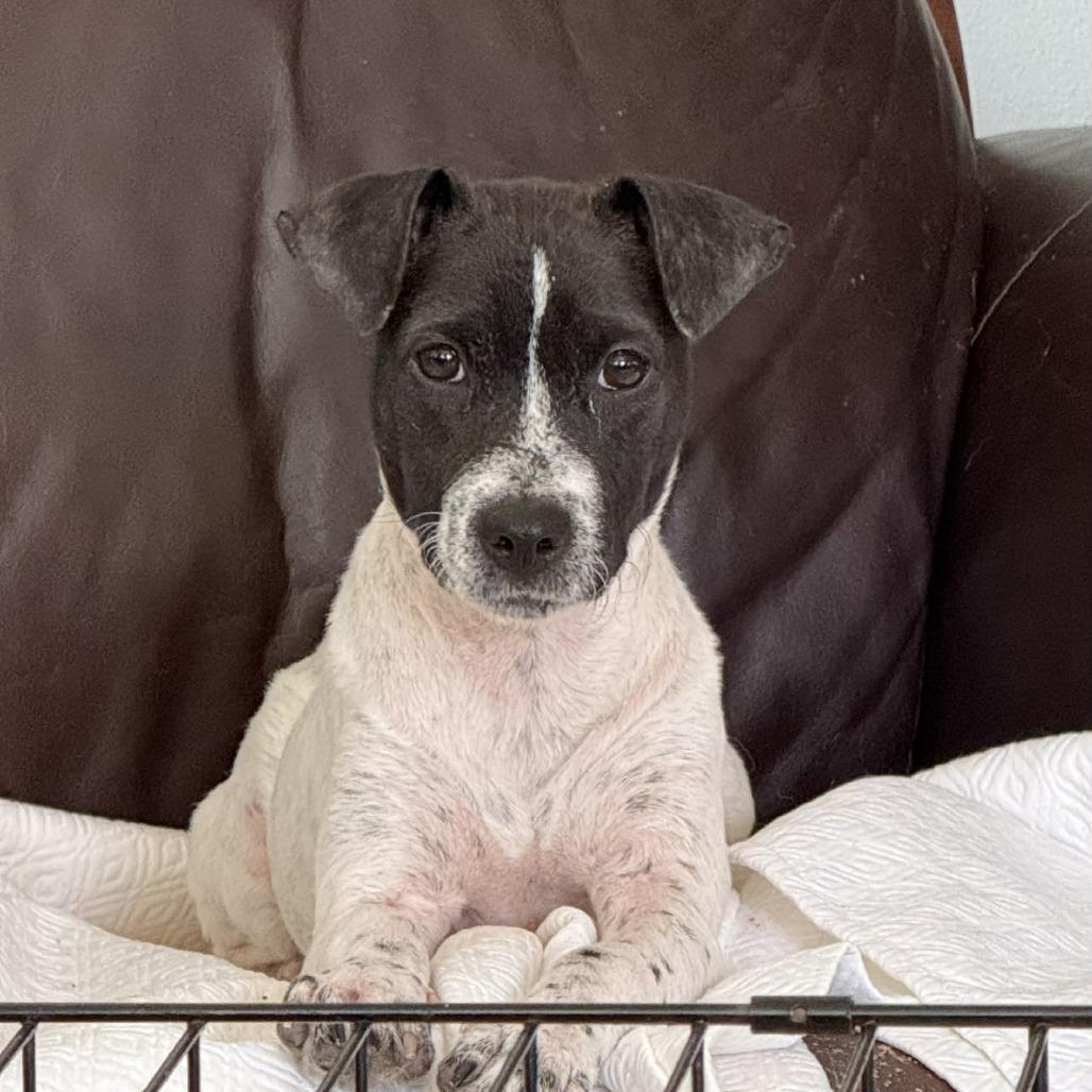 Enlarge Robbie, a Adoptable Mixed Breed in Frederiksted, VI image 6/6