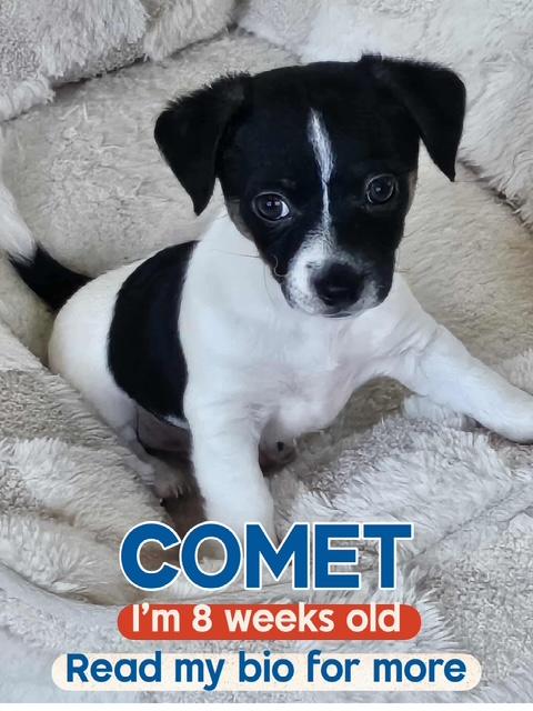 Comet (FOSTER TO ADOPT) Chihuahua Dog