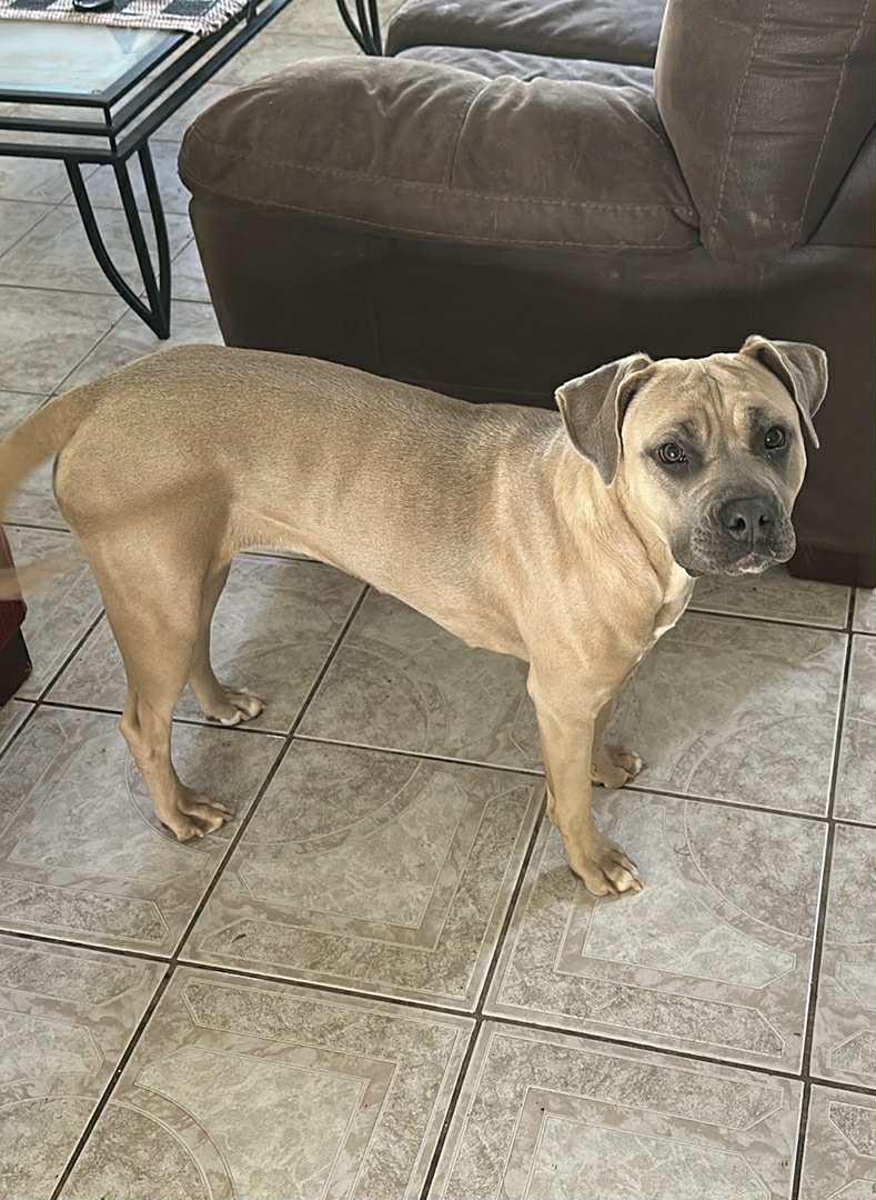 Enlarge CHAI, a Adoptable mixed breed in Palmdale, CA image 4/5