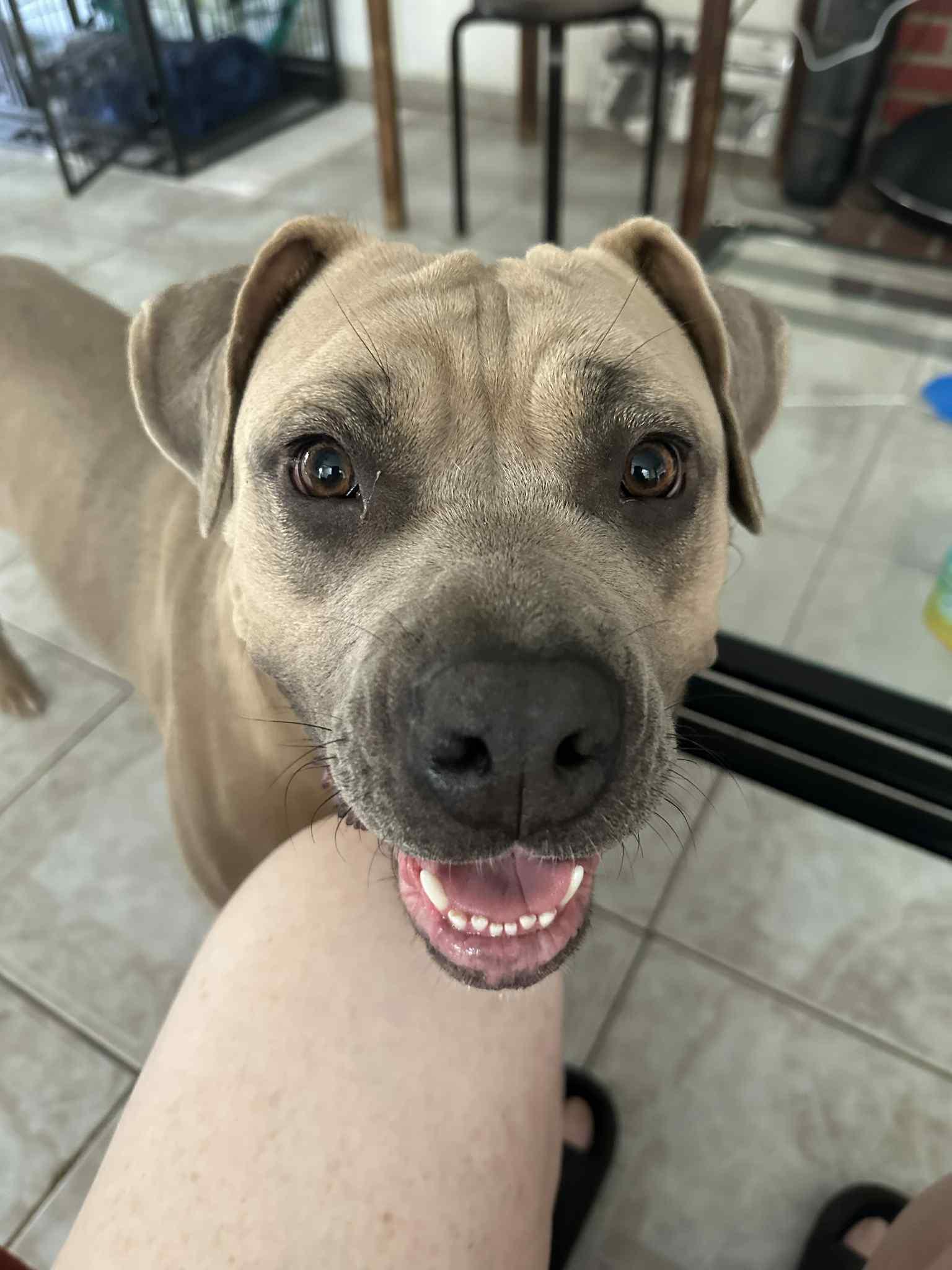 Enlarge CHAI, a Adoptable mixed breed in Palmdale, CA image 2/5