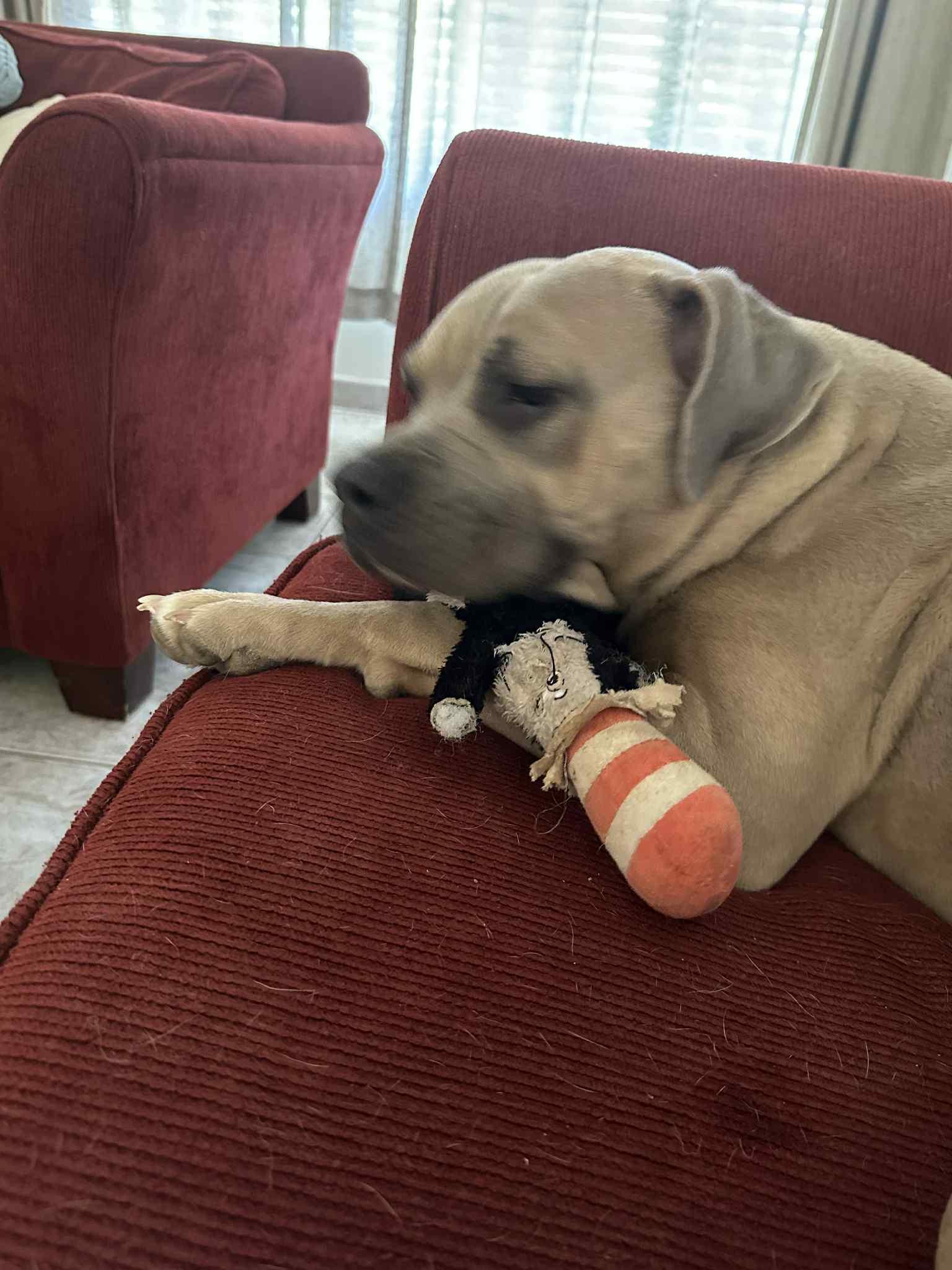 CHAI, Adoptable, Adult Female Bullmastiff & Boxer.