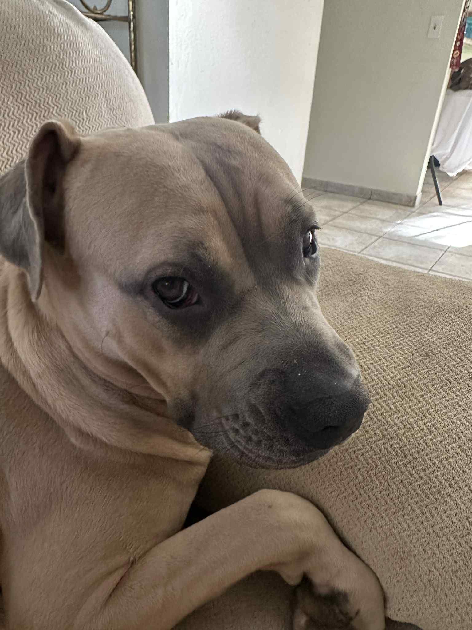 Enlarge CHAI, a Adoptable mixed breed in Palmdale, CA image 5/5