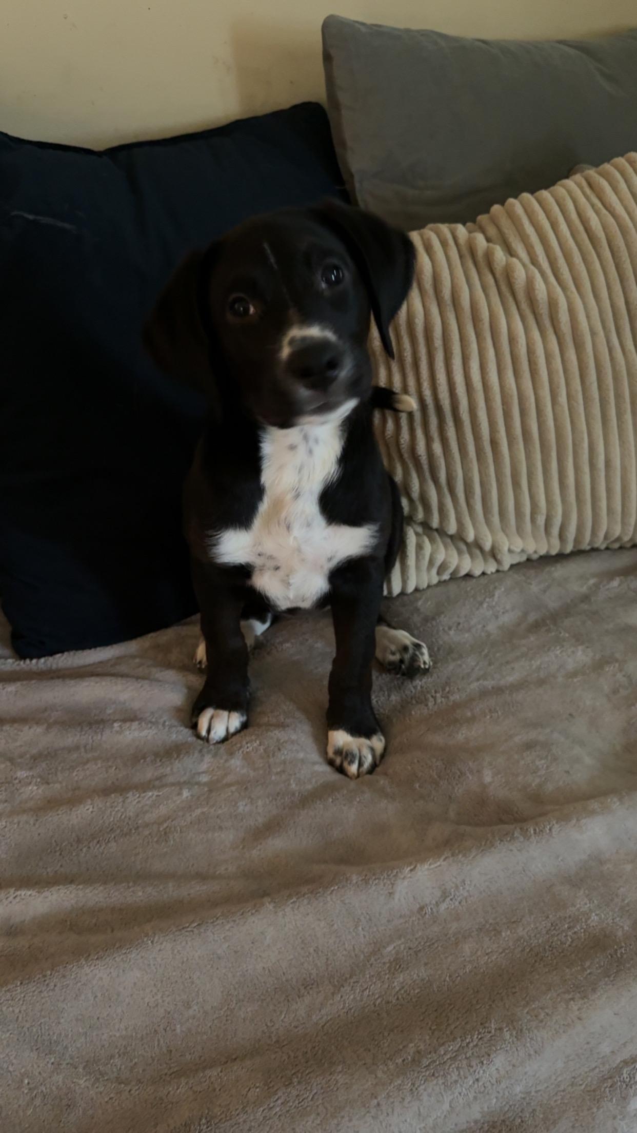 Daisy