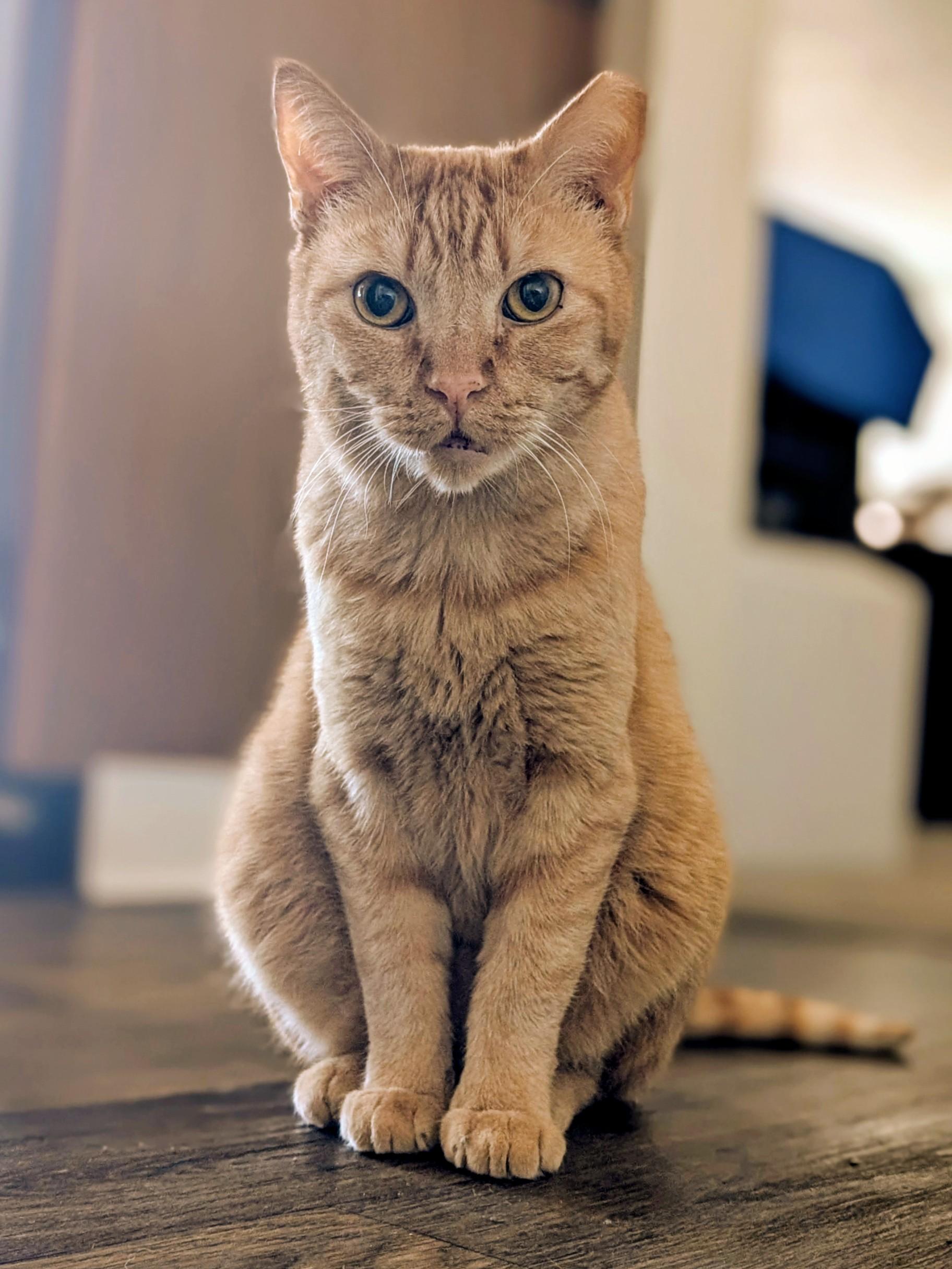 Enlarge Chicken Nugget, a ADOPTABLE Domestic Short Hair in Denver, CO image 1/6