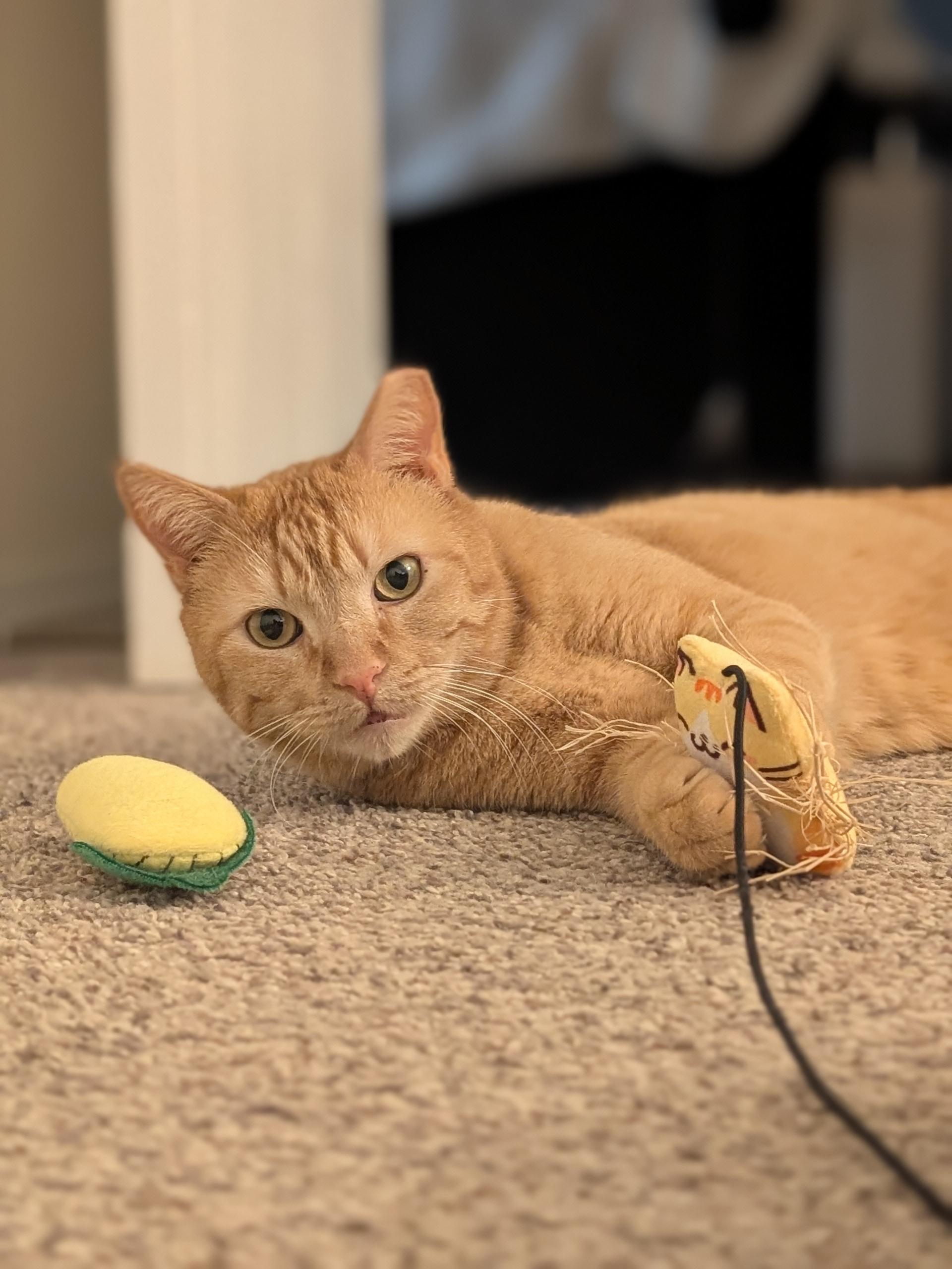 Enlarge Chicken Nugget, a ADOPTABLE Domestic Short Hair in Denver, CO image 3/6