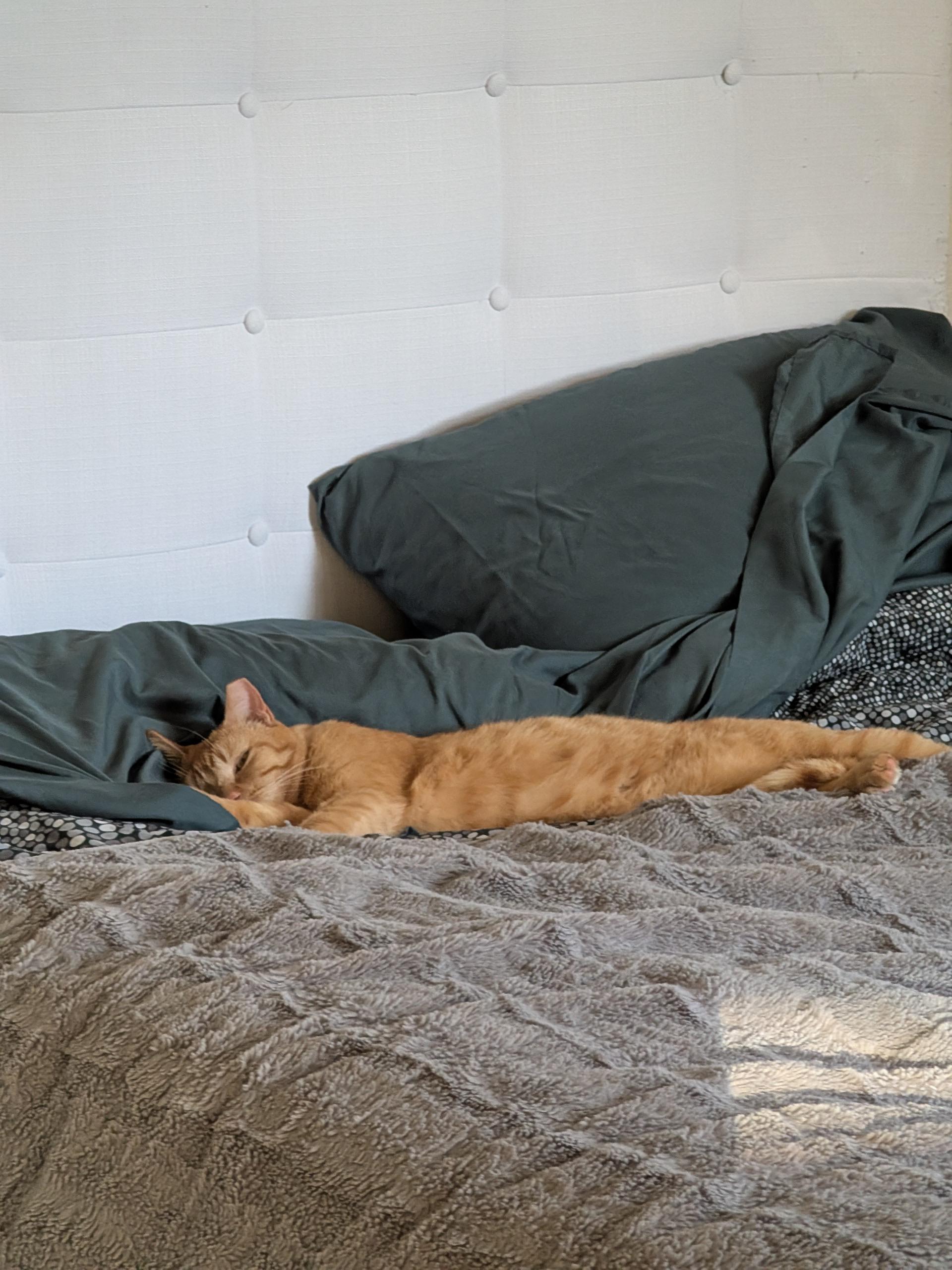 Enlarge Chicken Nugget, a ADOPTABLE Domestic Short Hair in Denver, CO image 2/6