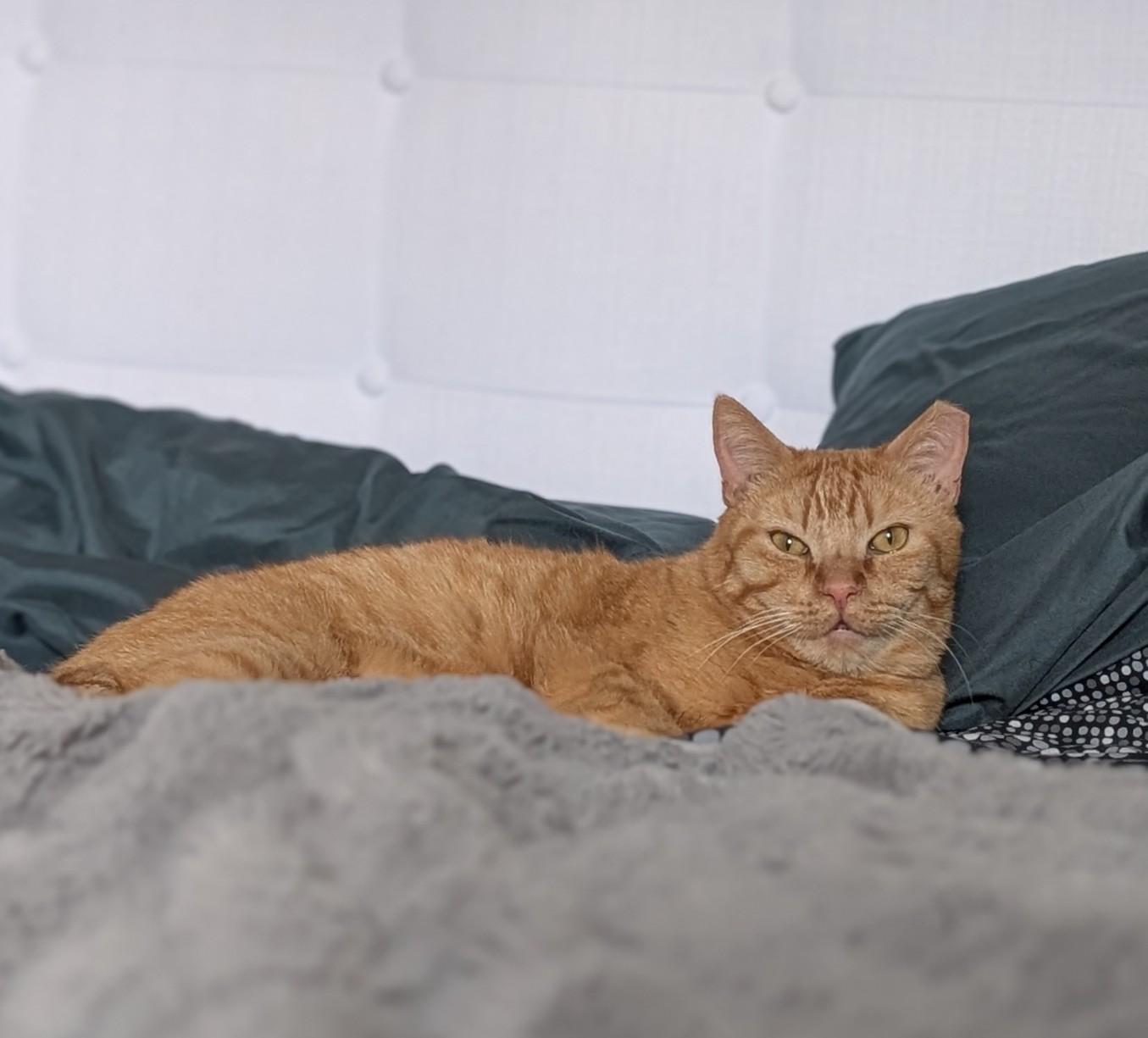 Enlarge Chicken Nugget, a ADOPTABLE Domestic Short Hair in Denver, CO image 6/6