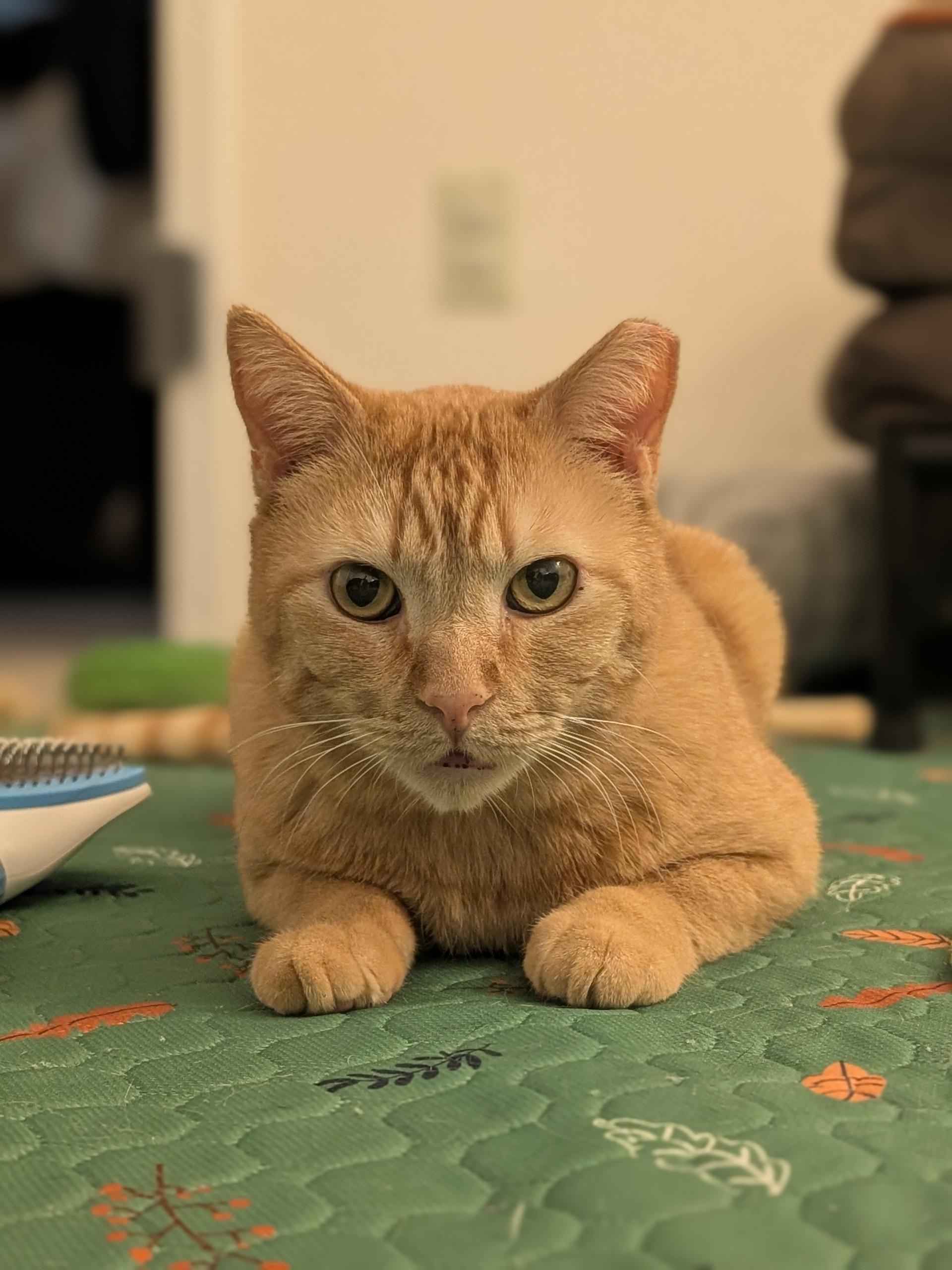 Enlarge Chicken Nugget, a ADOPTABLE Domestic Short Hair in Denver, CO image 4/6