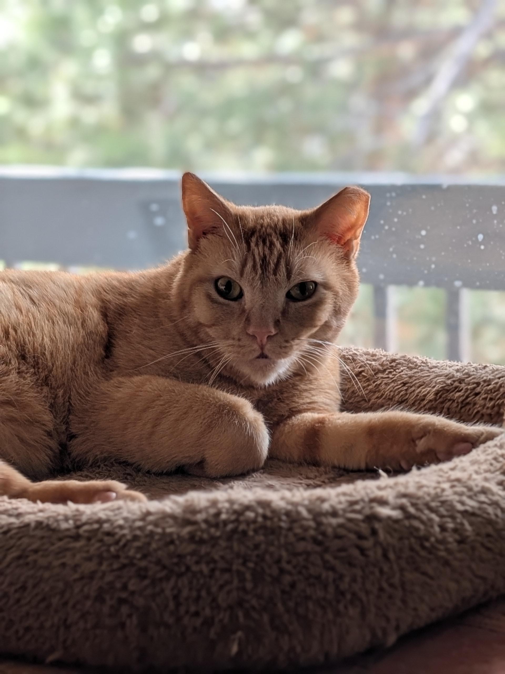 Enlarge Chicken Nugget, a ADOPTABLE Domestic Short Hair in Denver, CO image 5/6