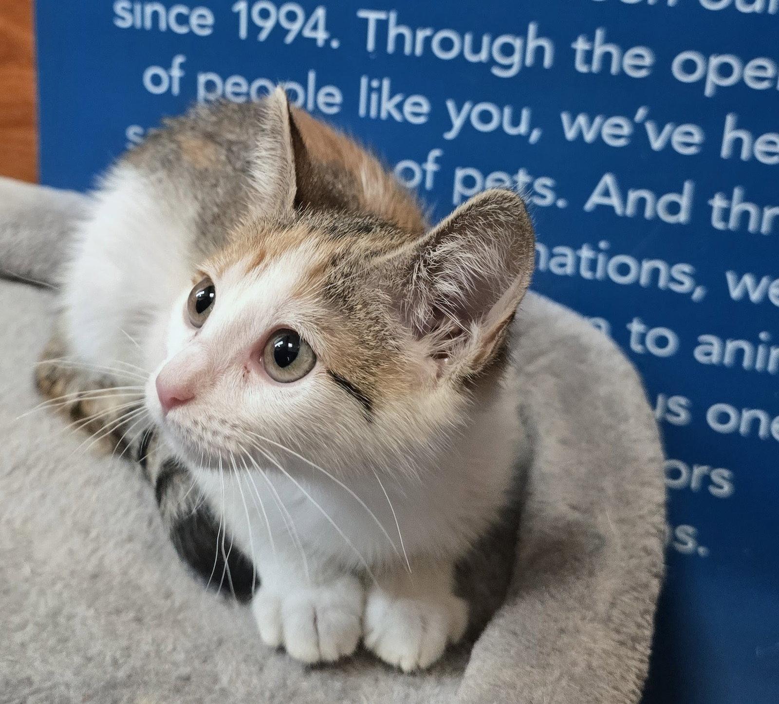 Enlarge Celina, a Adoptable Domestic Short Hair in Rowlett, TX image 1/3