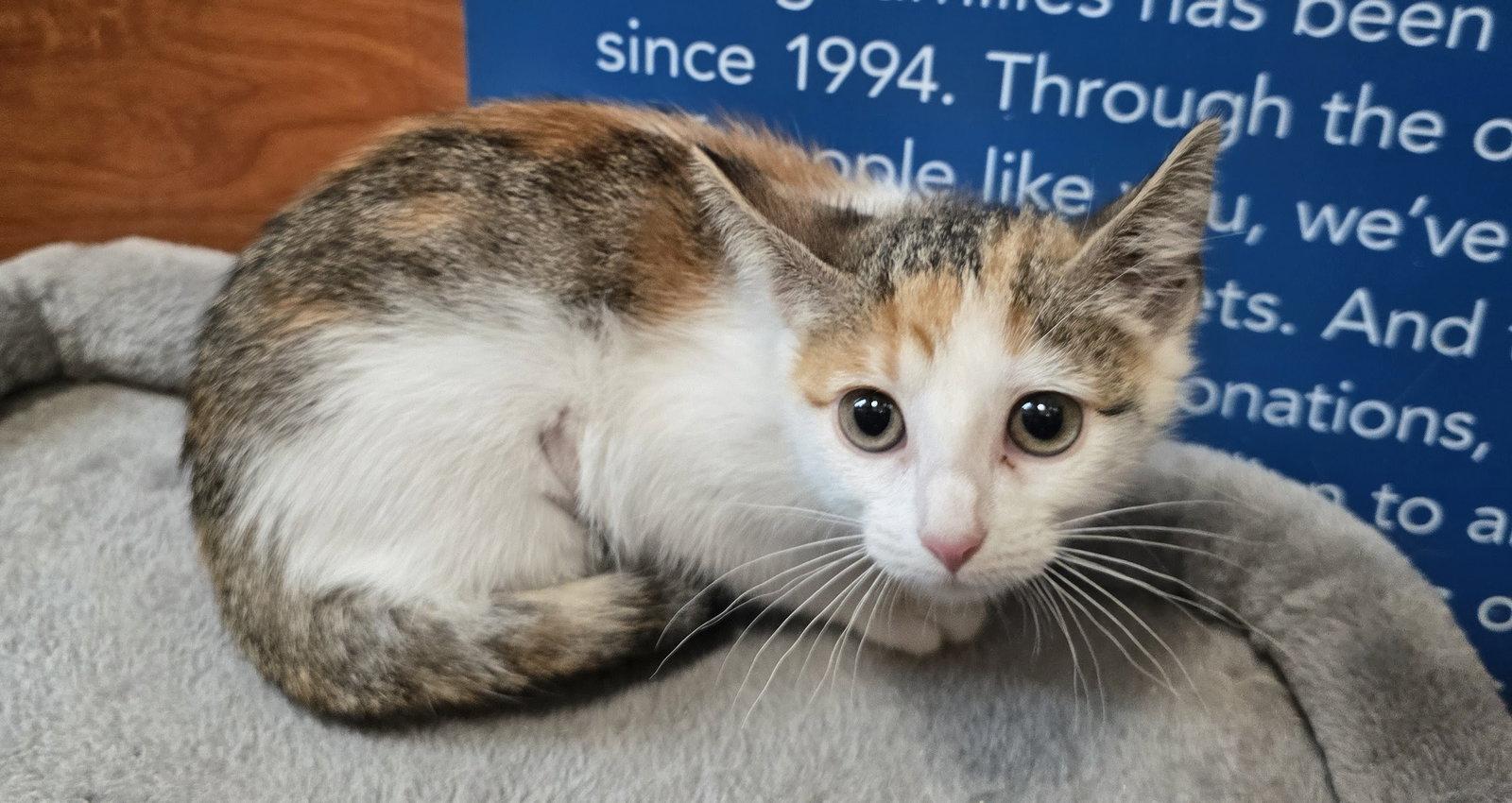 Enlarge Celina, a Adoptable Domestic Short Hair in Rowlett, TX image 2/3