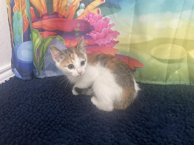 Enlarge Celina, a Adoptable Domestic Short Hair in Rowlett, TX image 3/3