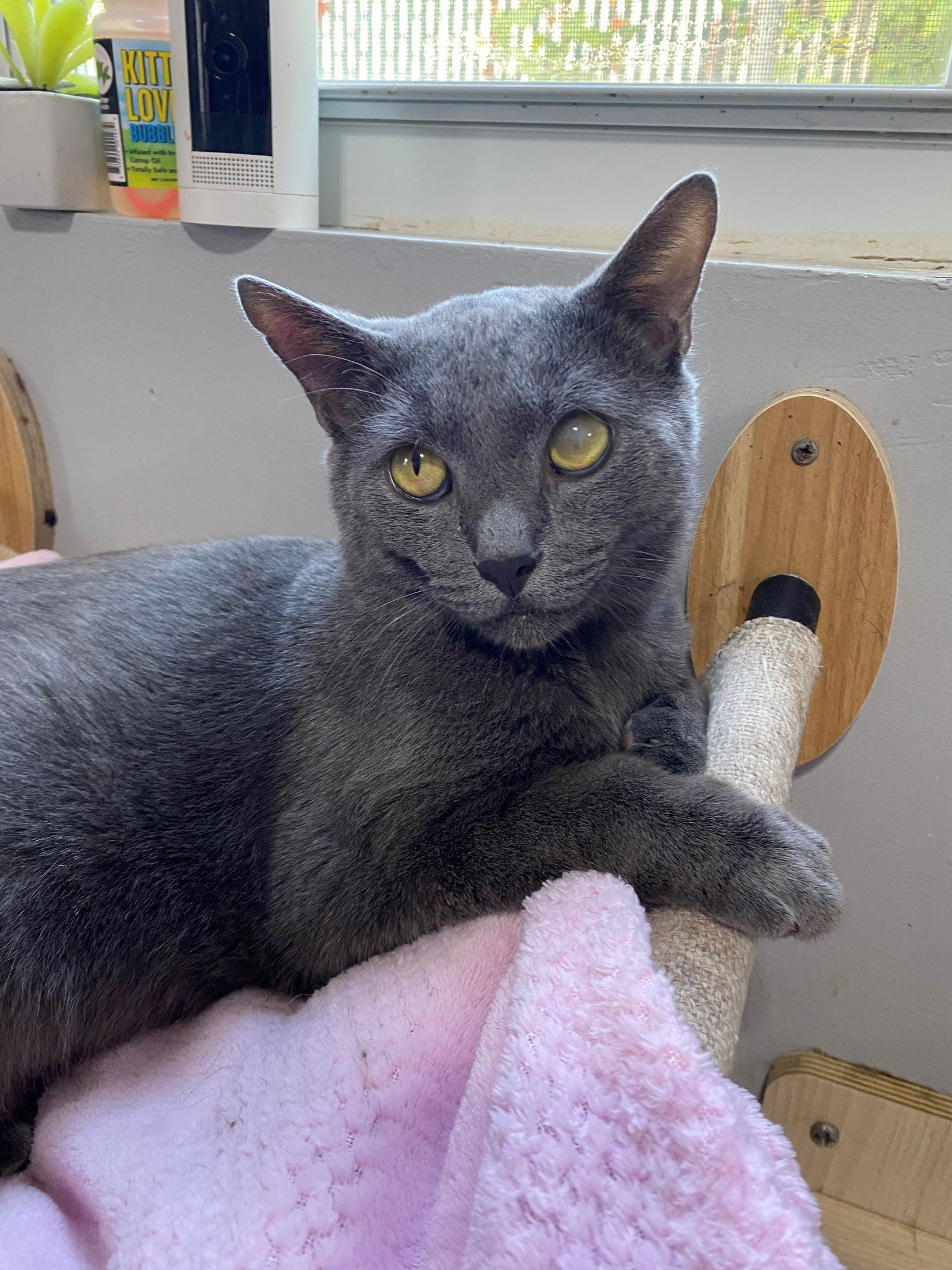 Prince W, Adoptable, Adult Male Russian Blue.