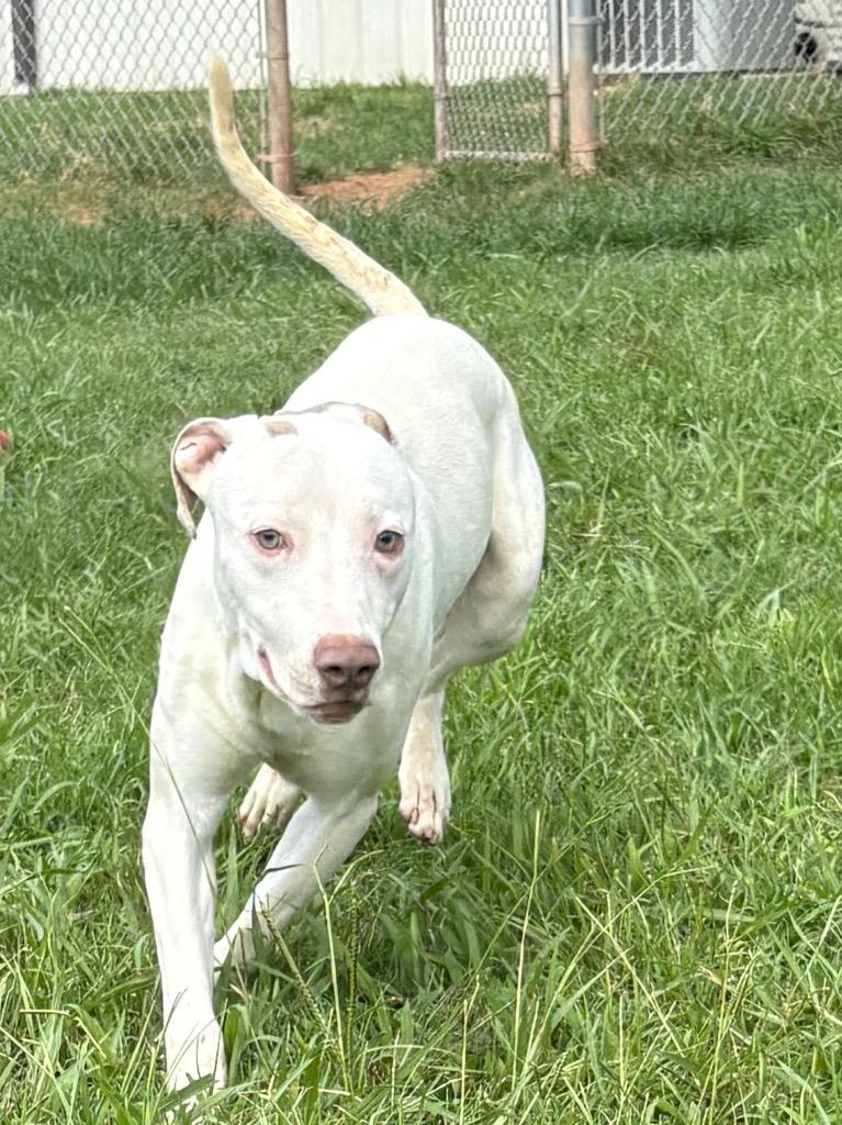 Remi, Adoptable, Young Male Mixed Breed.