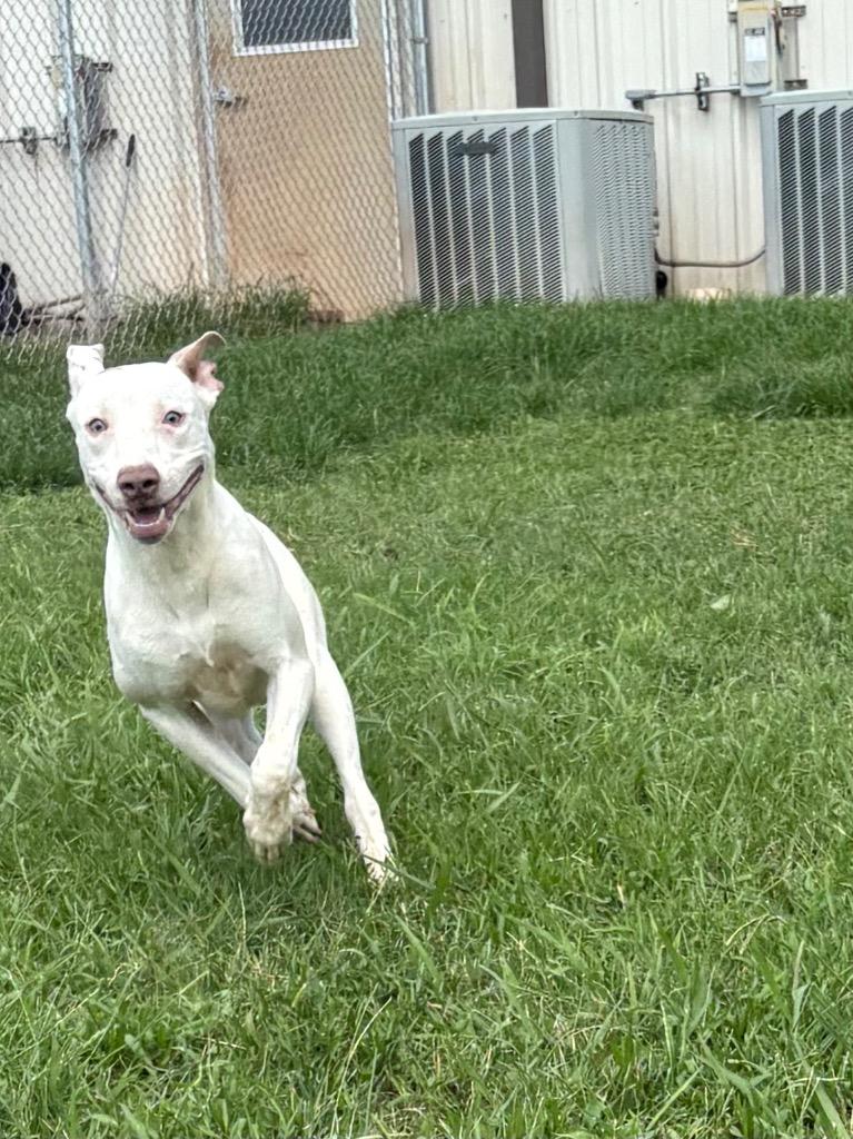 Remi, a Adoptable Mixed Breed in Bossier City, LA image 2/6