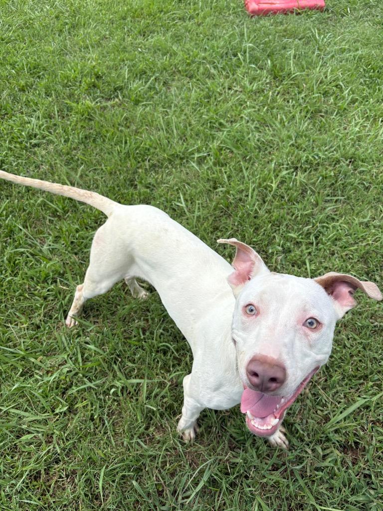 Remi, a Adoptable Mixed Breed in Bossier City, LA image 3/6