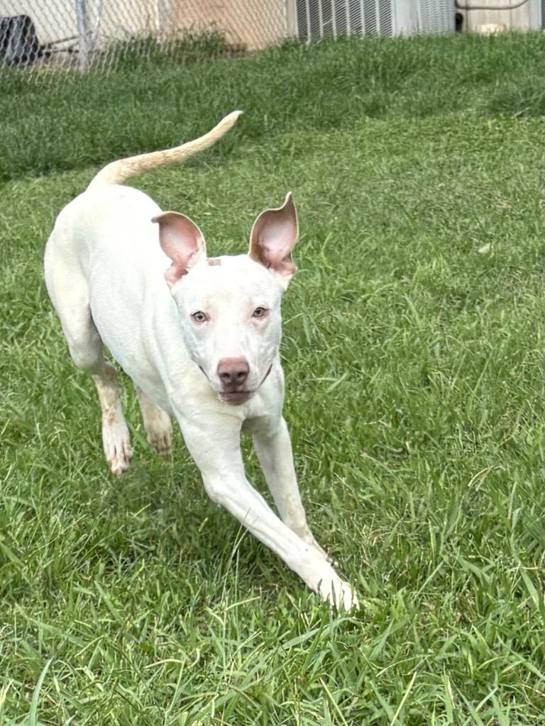 Remi, a Adoptable Mixed Breed in Bossier City, LA image 4/6
