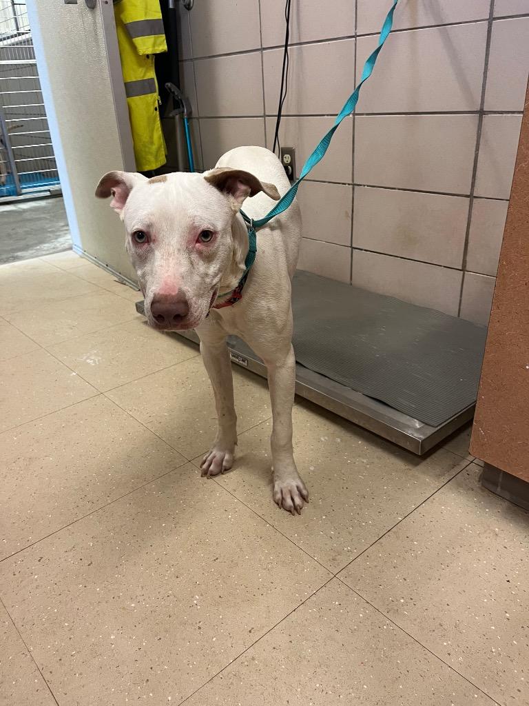 Remi, a Adoptable Mixed Breed in Bossier City, LA image 5/6